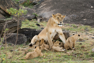 Fototapeta na wymiar Female lion and cubs