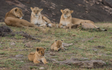 Lioness and cubs in Masai Mara