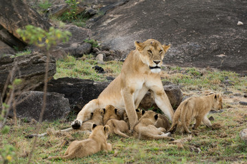 Fototapeta na wymiar Female lion and cubs