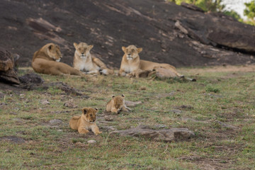 Lioness and cubs in Masai Mara