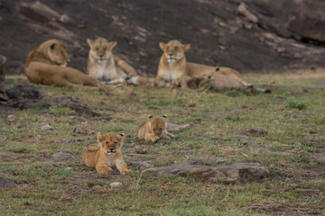 Lioness and cubs in Masai Mara