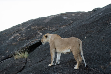 Obraz na płótnie Canvas Female lion in Masai Mara, Kenya