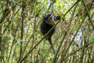 Golden monkey feeding