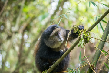 Golden monkey feeding