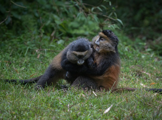 Golden monkeys playing