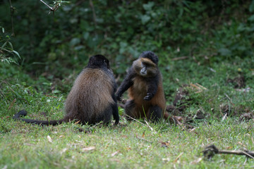 Golden monkeys playing