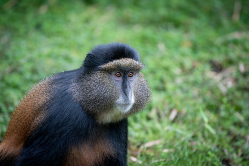 Portrait of golden monkey