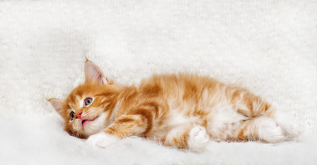 small red striped kitty Maine Coon looks