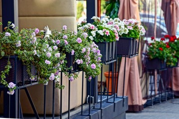 декоративные цветы и растения в вазонах у стены ресторана с шторами