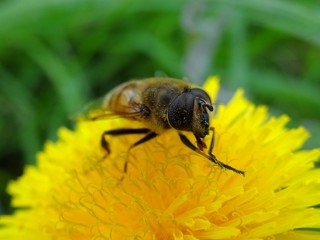 большая полосатая муха в пыльце на жёлтом цветке одуванчика