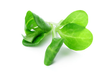 Spinach isolated on white background
