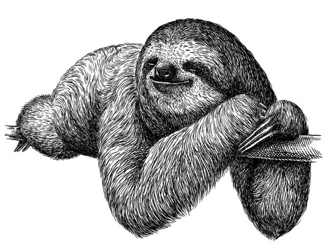 black and white engrave isolated sloth illustration