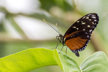 Fototapeta premium Monarch on Leaf