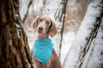 Portrait of a longhaired weimaraner with a tree