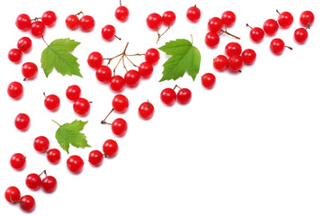 Red berries of Viburnum (arrow wood) with green leaf isolated on white background top view