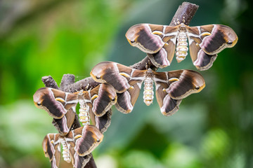 a collection of moths hanging from the branch of a tree 