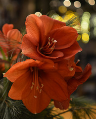 Close-up image from a bouquet of red Amaryllis (Amaryllidaceae), plant genus St. Joseph's lilies (Hippeastrum)