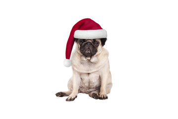 cute pug puppy dog with santa hat for Christmas, sitting down, looking grumpy, isolated on white background
