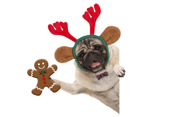 smiling Christmas pug dog holding up gingerbread man and wearing reindeer antlers headband, with...