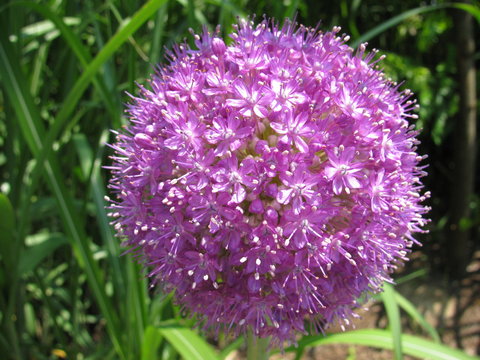 Purple Circular Flower