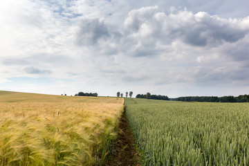 Barley and wheat cornfield