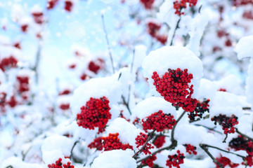 Ash-berry covered with snow in the winter