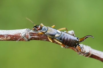 Common European earwig, Forficula auricularia