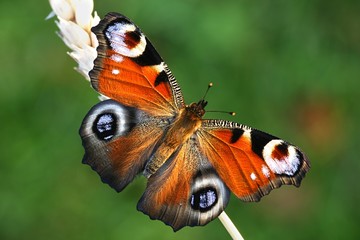 European peacock butterfly, Nymphalis io