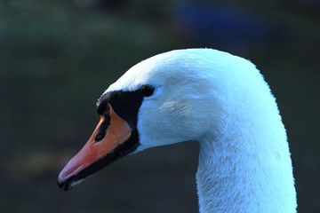 portrait of a swan