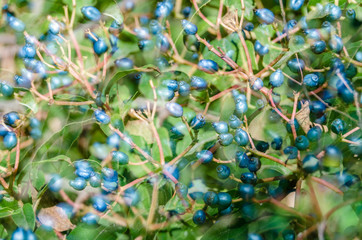 Laurestine plant fruit