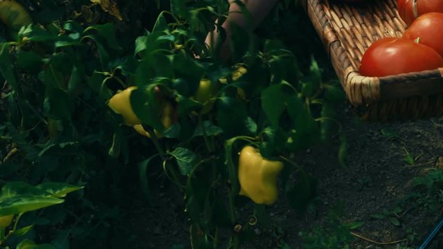 Young lady reaping large yellow peppers and placing them in a wicker basket with red tomatoes in an organic sustainable farm