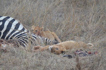 Fototapeta na wymiar Löwen Babys beim Fressen eines Zebras