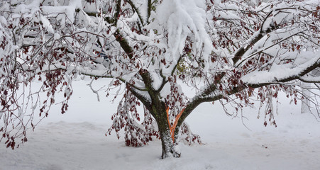 Tree Damage during Noreaster Athena