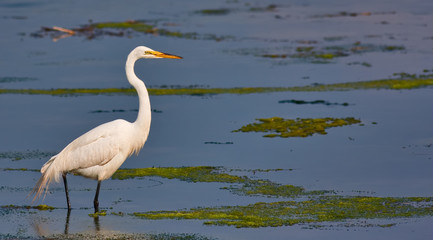 Great White Egret