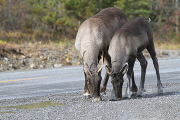 Fototapeta premium Two caribous drinking rain water on street in Northern Territories, Canada