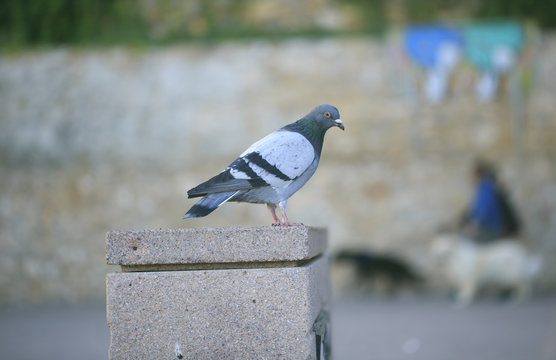 Dove in a floor  of the street