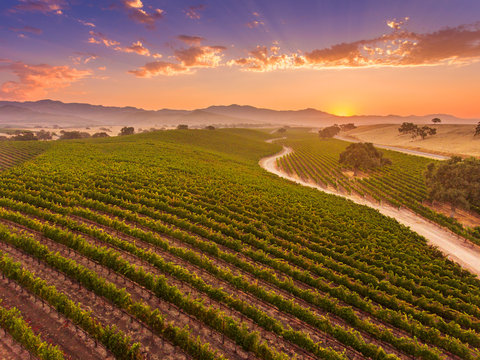 Aerial View Of Vineyard At Sunrise, Santa Ynez Valley, California