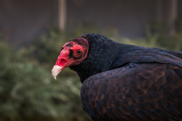 A rescued turkey vulture staring at the viewer. Its upper body of feather is sideways. It is turning its head to look at the viewer.