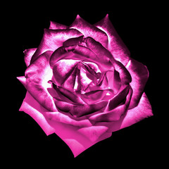 Surreal dark chrome pink tender rose flower macro isolated on black