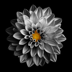 Surreal dark chrome grey flower dahlia macro isolated on black