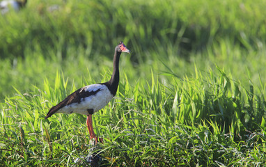 Magpie Goose standing sentry with green background