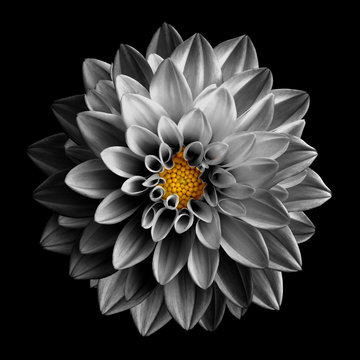 Fototapeta Surreal dark chrome grey flower dahlia macro isolated on black