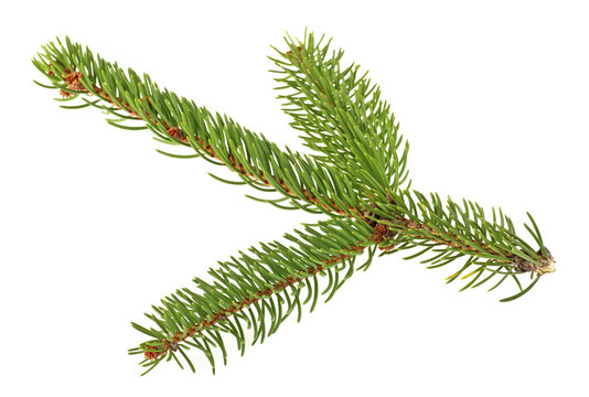 Closeup of fir branch on a white background