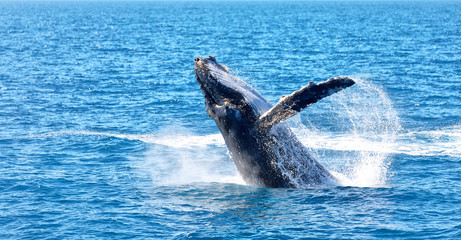in australia a free whale in the ocean