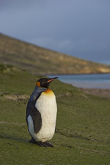 King Penguin (Aptenodytes patagonicus) standing on a sandy beach on Saunders Island in the Falkland Islands.