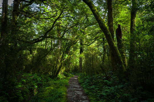 Deep forest on the Milford Track, Great Walk of New Zealand