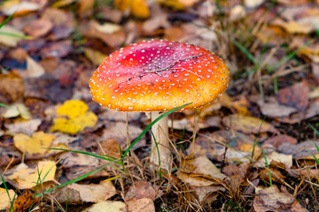 mushroom among fallen leaves