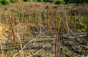 field dried Hogweed