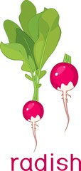 Pink radish with green leaves and title on white background