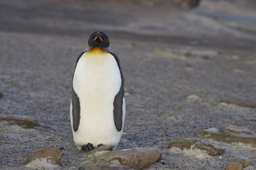 Fototapeta premium King Penguin (Aptenodytes patagonicus) standing on a sandy beach on Saunders Island in the Falkland Islands.
